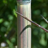 Phyllostachys preacox.JPG